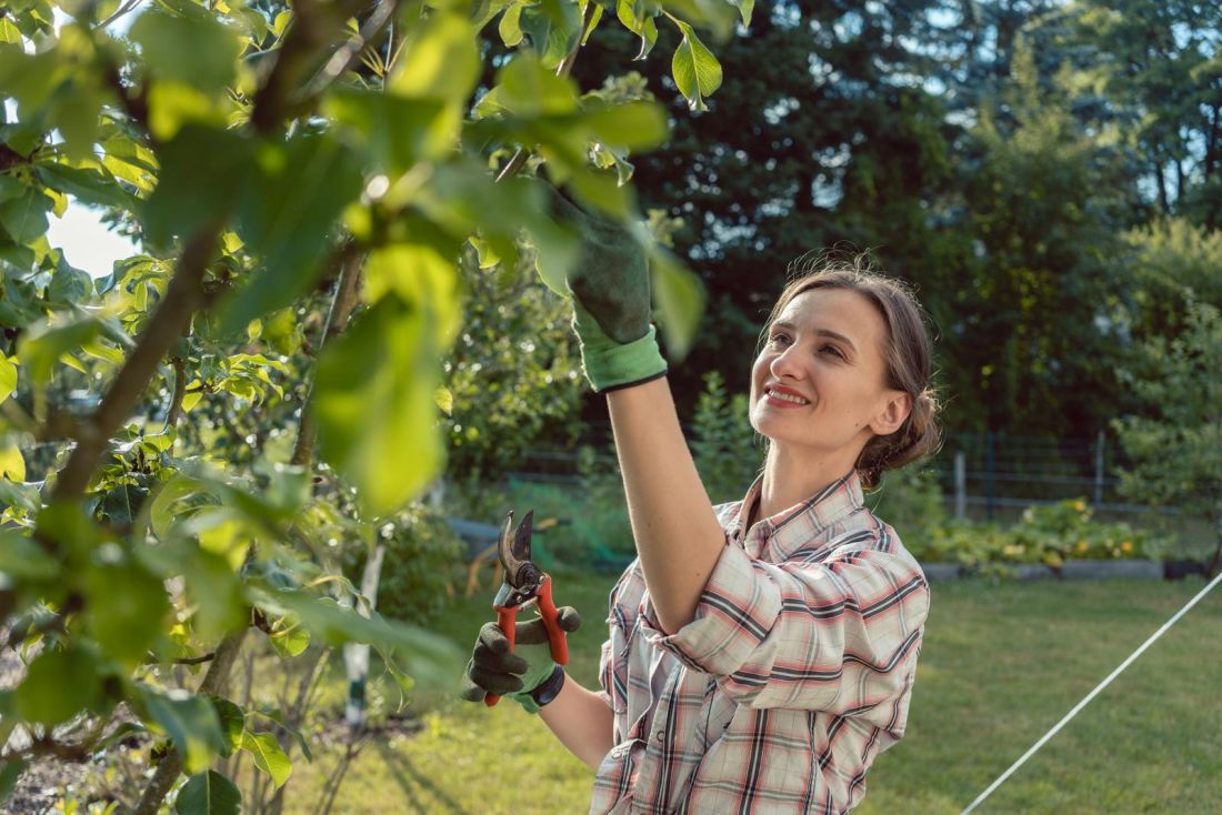kobieta przycina drzewko owocowe